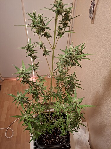 Growreport Bild 224