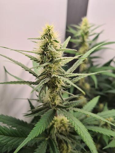 signal-2024-08-27-125747_003