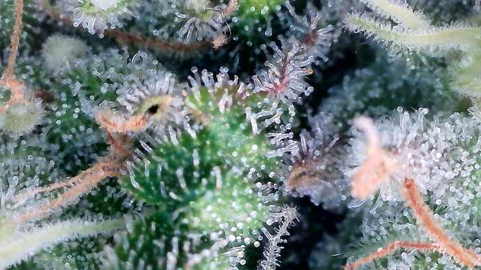 Growreport Bild 6