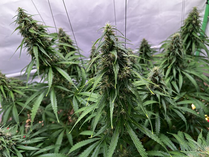Growreport Bild 8
