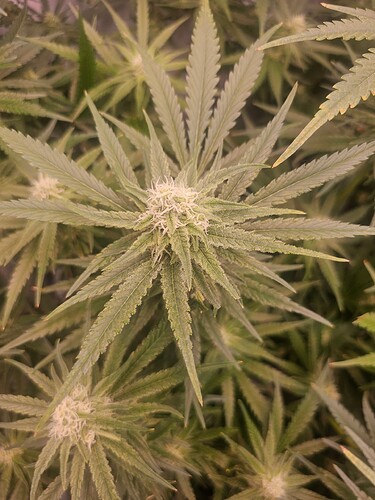 Growreport Bild 10