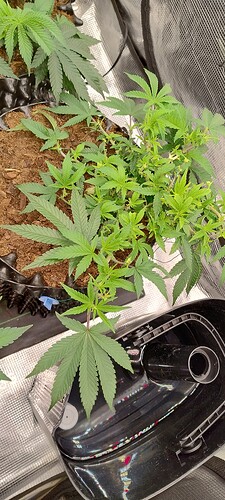 IMG_20251012_093830902_HDR