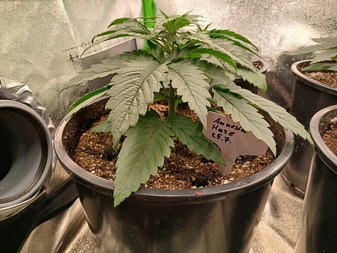 Growreport Bild 9