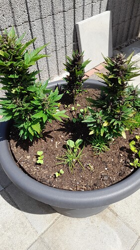 Growreport Bild 35