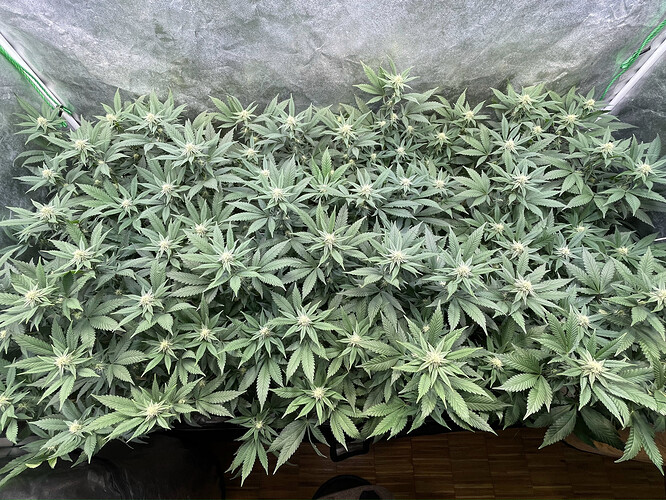 Growreport Bild 33