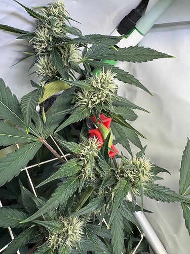 Growreport Bild 18
