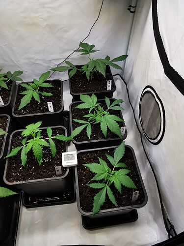 Growreport Bild 6