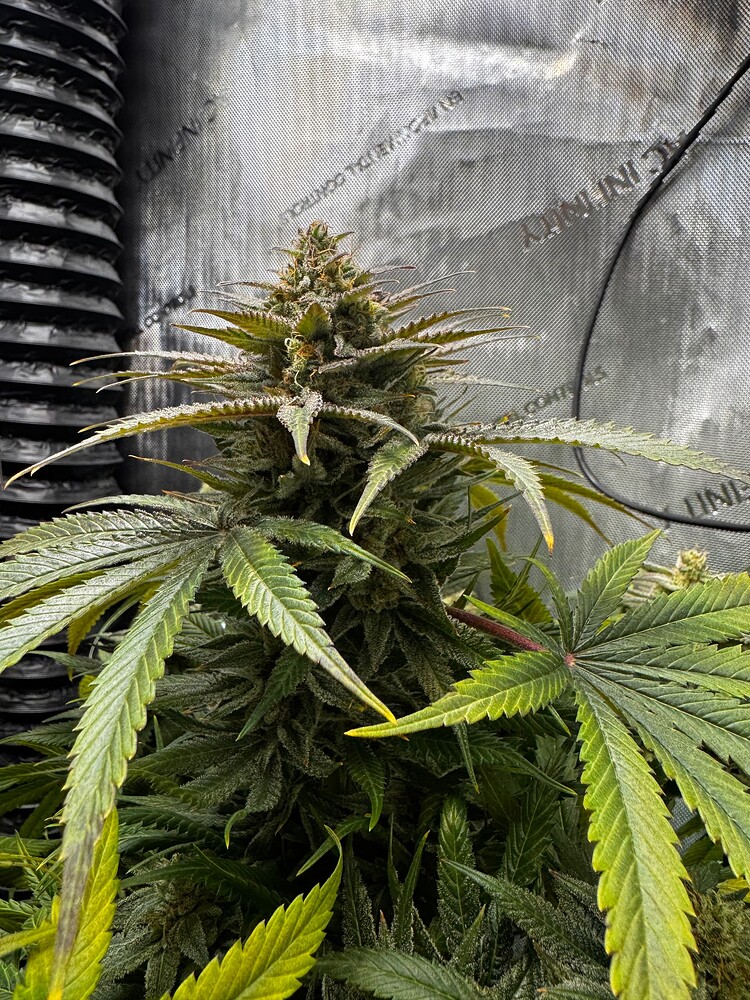 Nordkraut Grow - Strawberry Banana fast & Zkittlez - organisch in 60x60