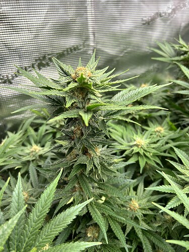 Nahaufnahme einer blühenden Cannabispflanze mit dichten, harzigen Blütenständen und grünen Blättern.