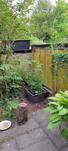 IMG_20240526_195301