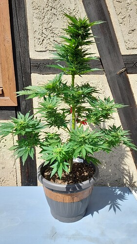 Growreport Bild 11