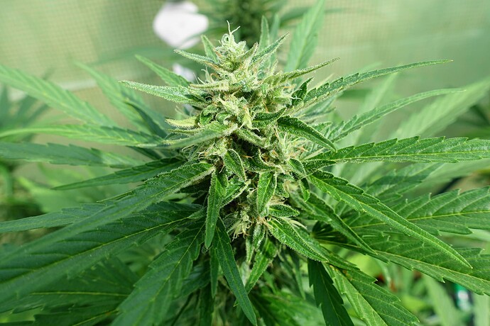 Growreport Bild 3