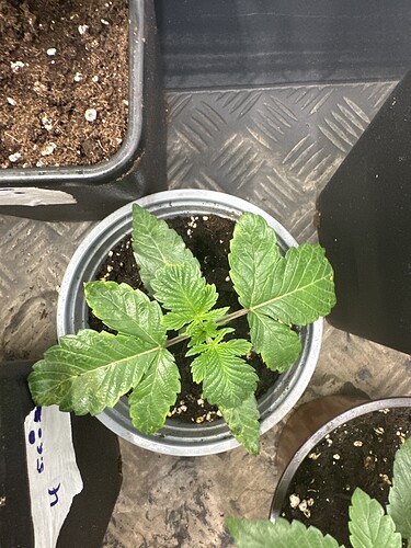Growreport Bild 5