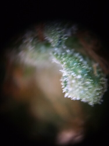 Growreport Bild 31