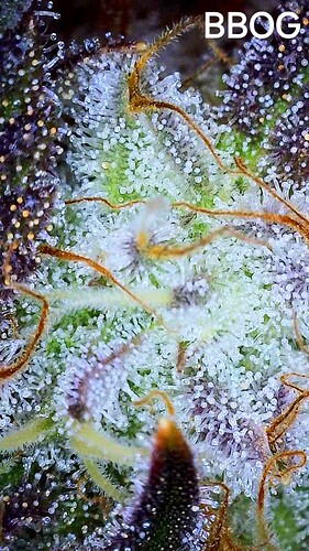 Growreport Bild 6