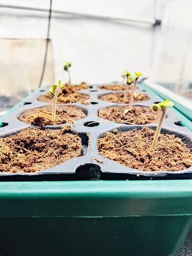 IMG_20250910_071712_HDR