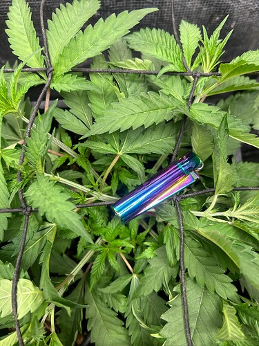 Growreport Bild 28
