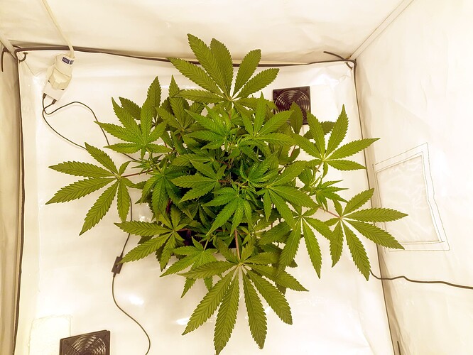 Growreport Bild 6