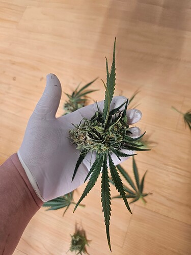 Growreport Bild 36