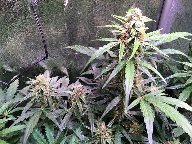 Growreport Bild 2