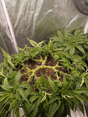 Growreport Bild 2