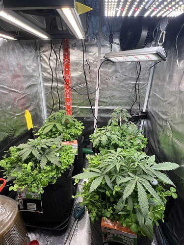 Growreport Bild 2