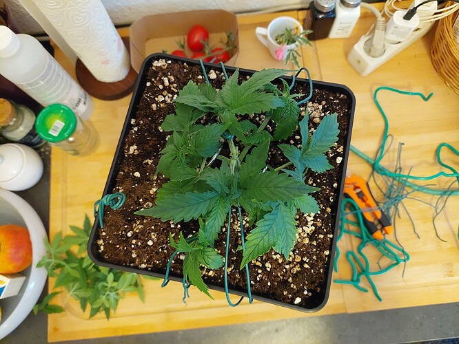 Growreport Bild 2