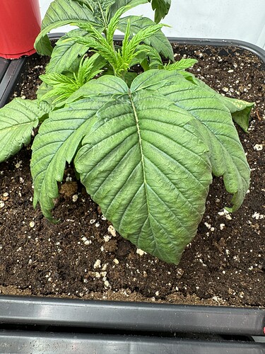 Growreport Bild 4