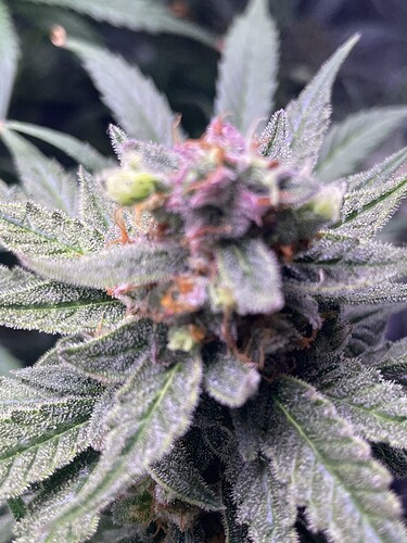 Growreport Bild 18