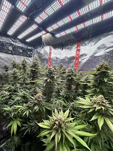 Ein Growzelt mit mehreren blühenden Cannabis-Pflanzen unter LED-Beleuchtung.