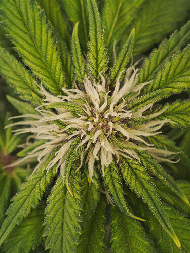 Growreport Bild 29