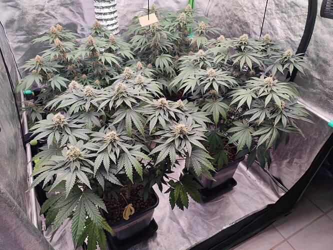 Growreport Bild 9