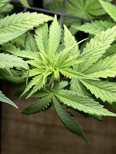 Growreport Bild 12