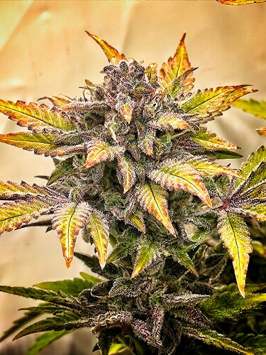 Growreport Bild 16