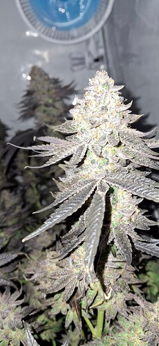 Growreport Bild 16