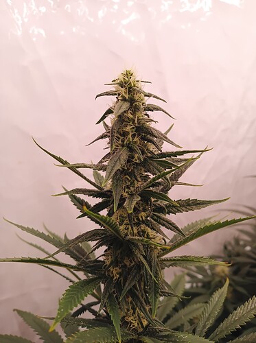 Growreport Bild 44