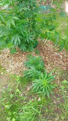 Growreport Bild 6