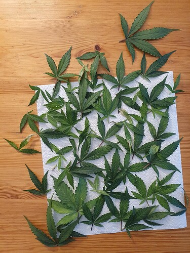 Growreport Bild 20