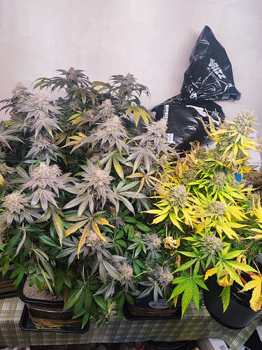 Growreport Bild 70