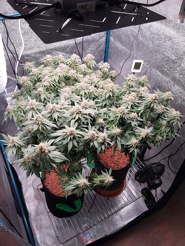 IMG_20250228_205346 - Kopie