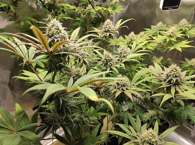 Growreport Bild 4