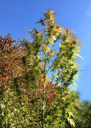Grow25_1013b_11