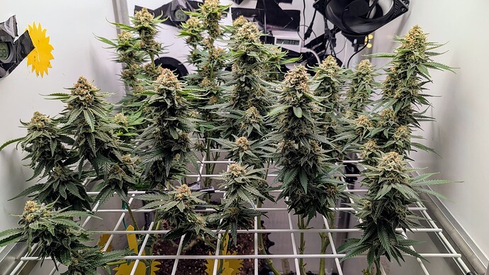 Growreport Bild 40