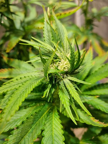 Nahaufnahme einer jungen Cannabis-Pflanze im Wuchs, mit fokussierten jungen Blütenansätzen und grünen Blättern.