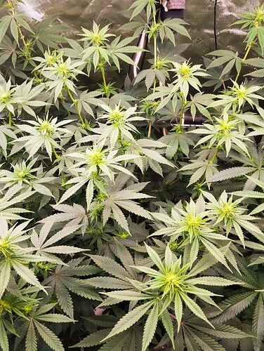 Growreport Bild 23