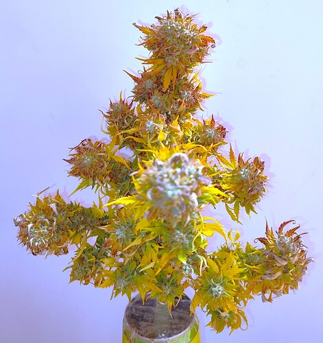 Growreport Bild 60