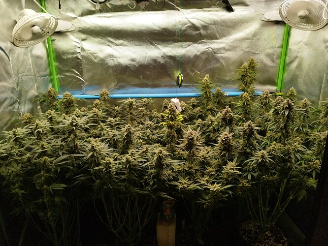 Autos Tag 77
