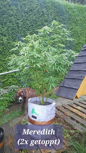 Growreport Bild 2