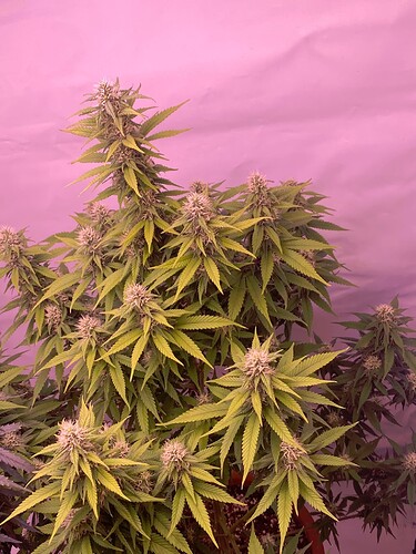 Growreport Bild 50