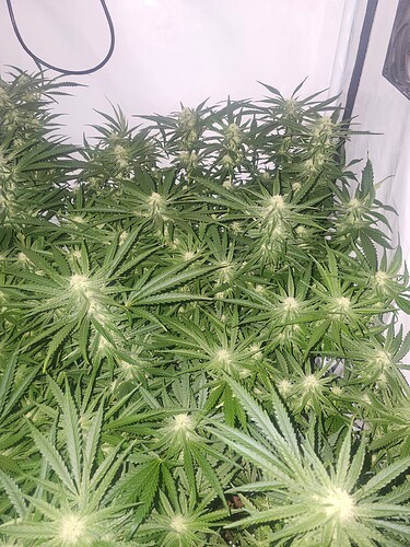 Growreport Bild 13